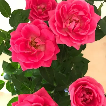 Twins Oda ve Kahvaltı